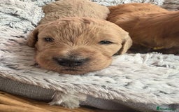 Mixed Breed dogs for sale: Multi generational goldendoodle puppies - Image 10
