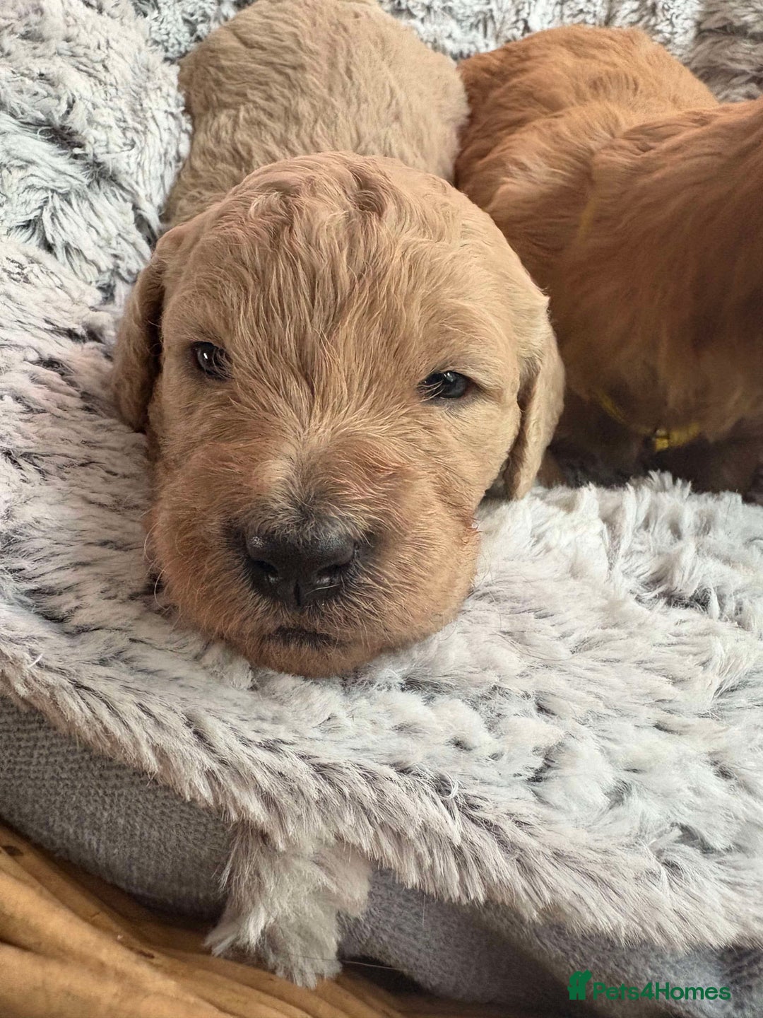 Mixed Breed dogs for sale: Multi generational goldendoodle puppies - Image 10