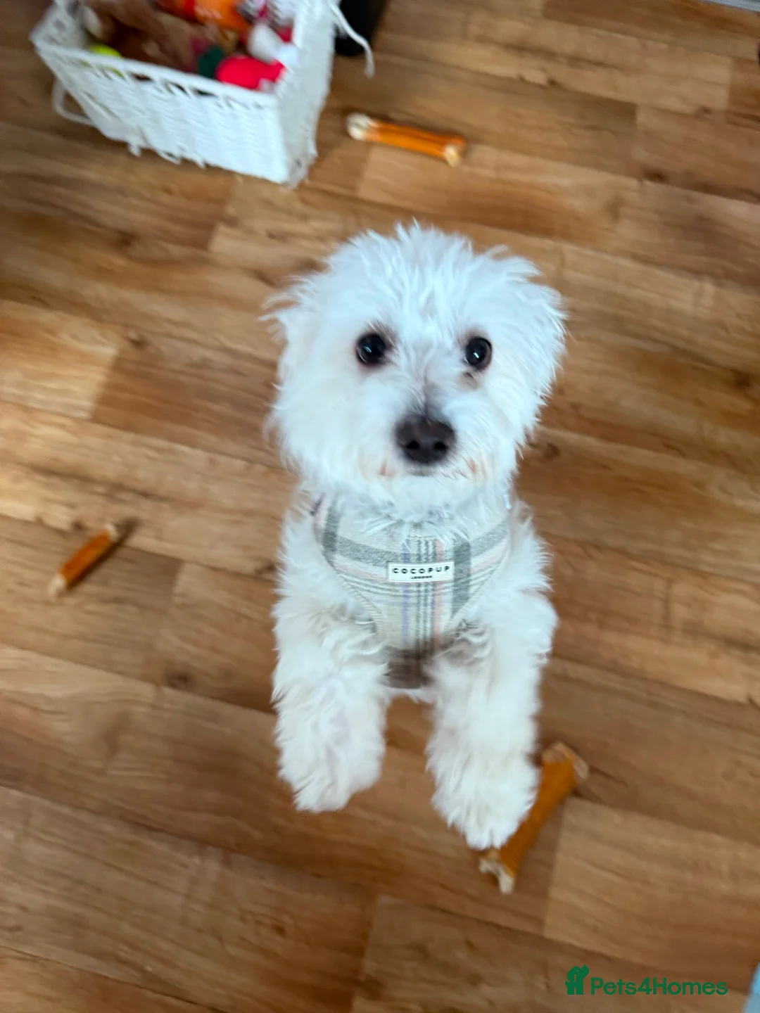 Maltese dogs for sale: Beautiful 1-Year-Old Maltese Female – Lucy in Hoddesdon - Advert 8