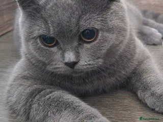 Mixed Breed cats Kitten 🐱 - Advert 2