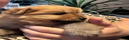 Pomchi dogs for sale: Teddy bear Pomeranian puppies - Advert 30