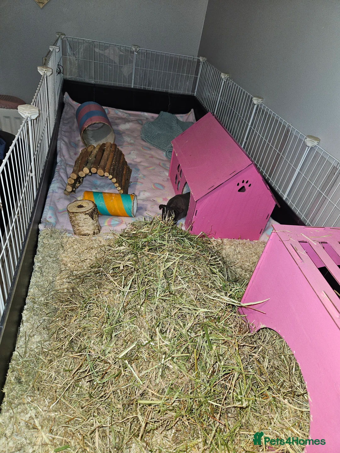 Guinea Pig rodents for sale: 2x skinny pigs plus full set up - Advert 2