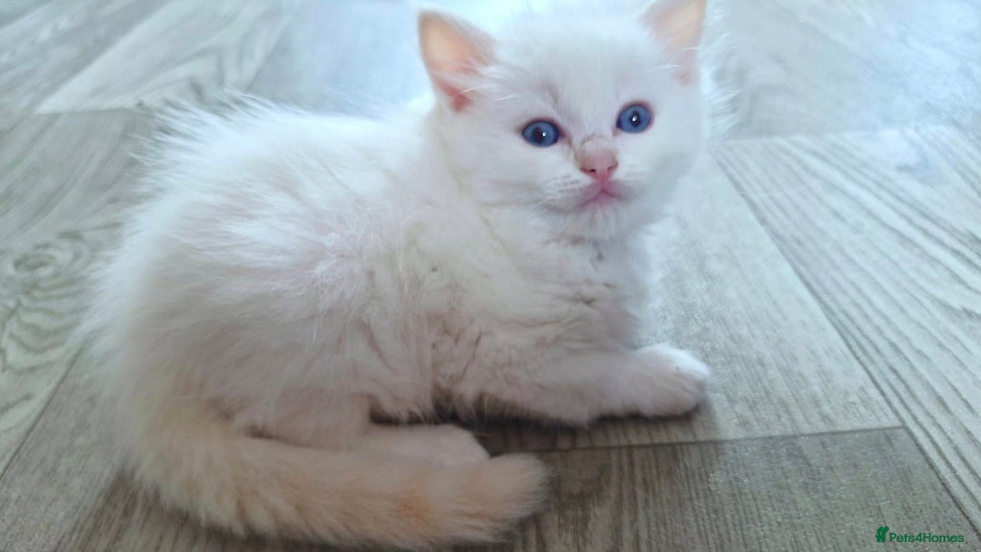 Ragdoll cats for sale: Ready in a week! Stunning Rare Ragdoll babies! - Image 4