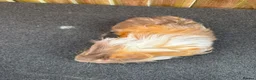 Guinea Pig rodents for sale: 2 single boars - Advert 2