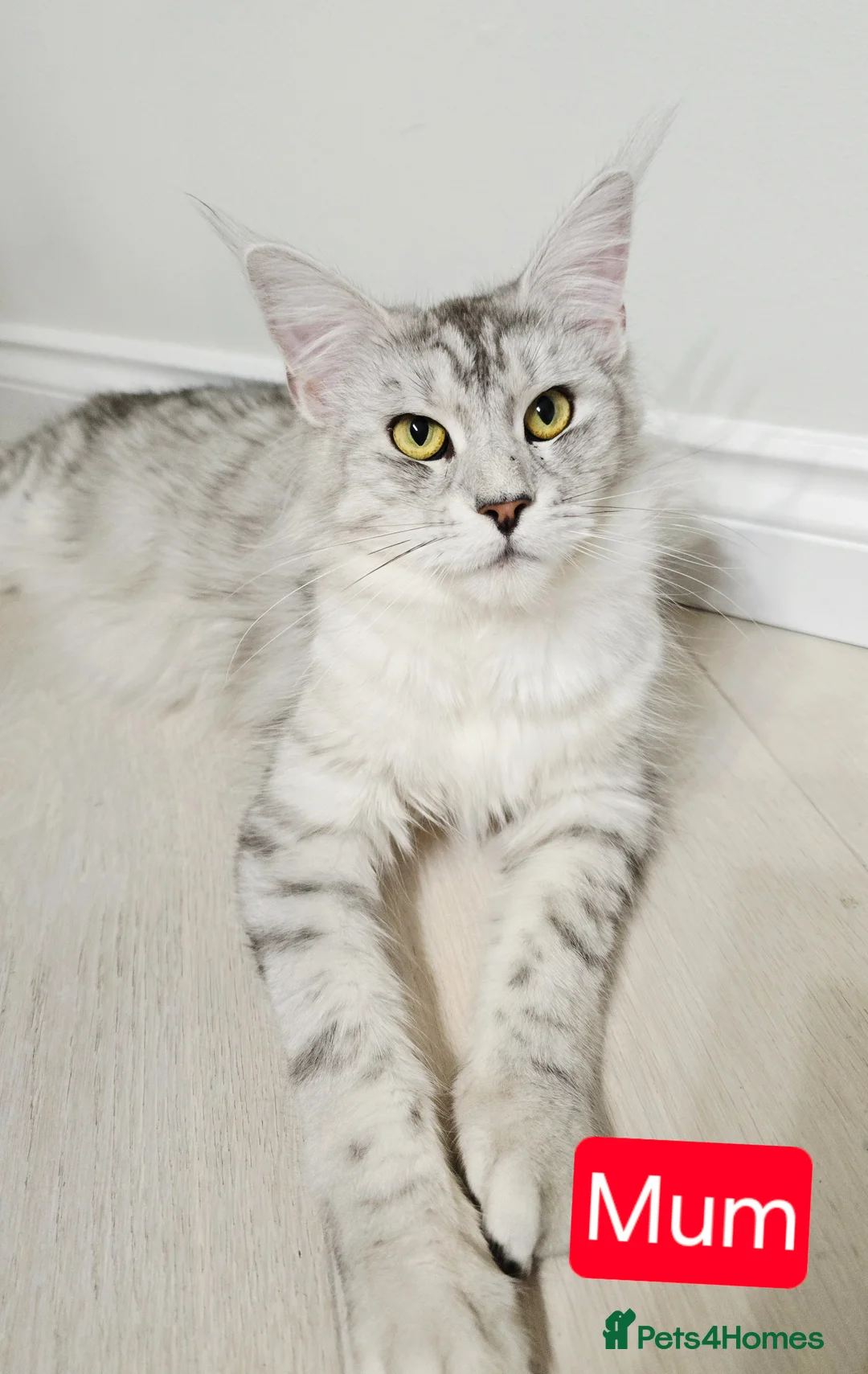 Maine Coon cats for sale: Maine coon kittens  - Advert 18
