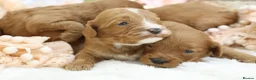 Cavapoo dogs for sale: *HEALTH TESTED* CAVAPOOS - Advert 10