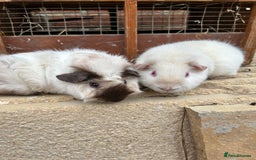 Guinea Pig rodents for sale: Guinea pig boys teddy & funky - Image 2