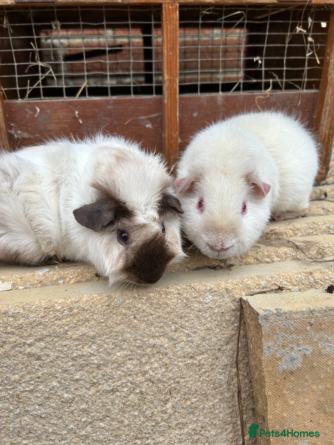 Guinea Pig rodents for sale: Guinea pig boys teddy & funky - Image 2