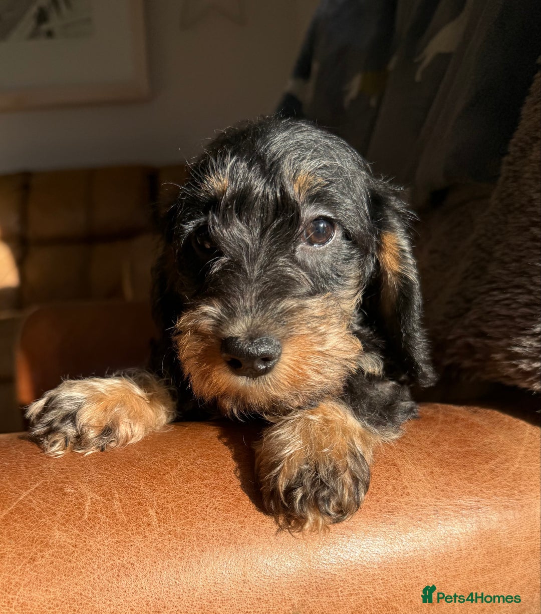 Dachshund dogs for sale: KC registered mini wires - Advert 7