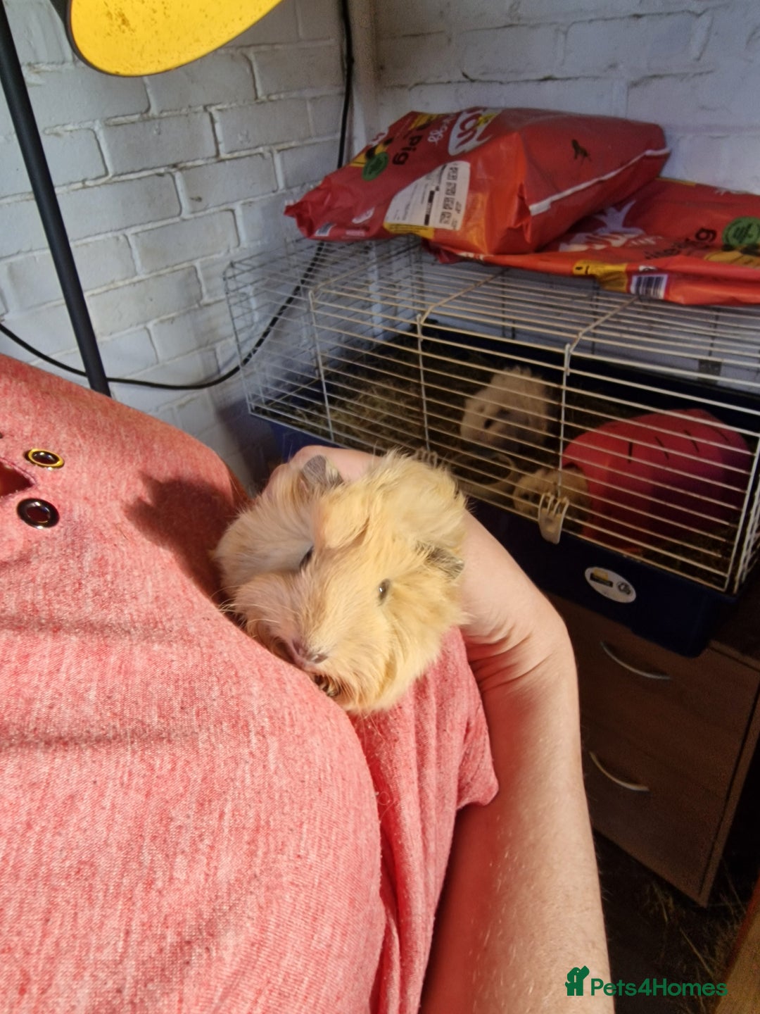 Guinea Pig rodents for sale: guinea pigs available  - Advert 3