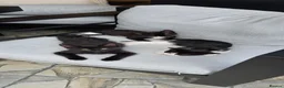 Mixed Breed cats for sale: Female kittens  in Romford - Advert 5