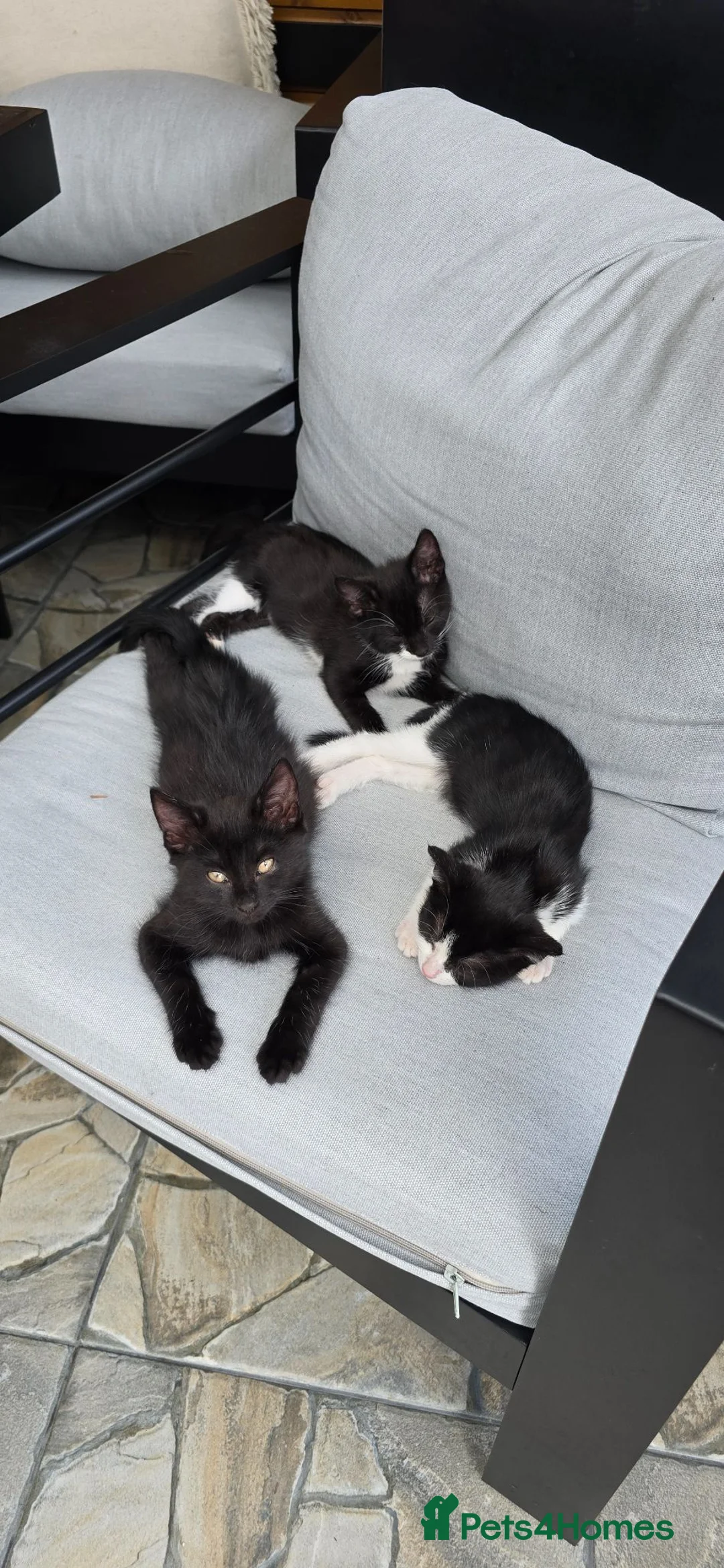 Mixed Breed cats for sale: Female kittens  in Romford - Advert 5