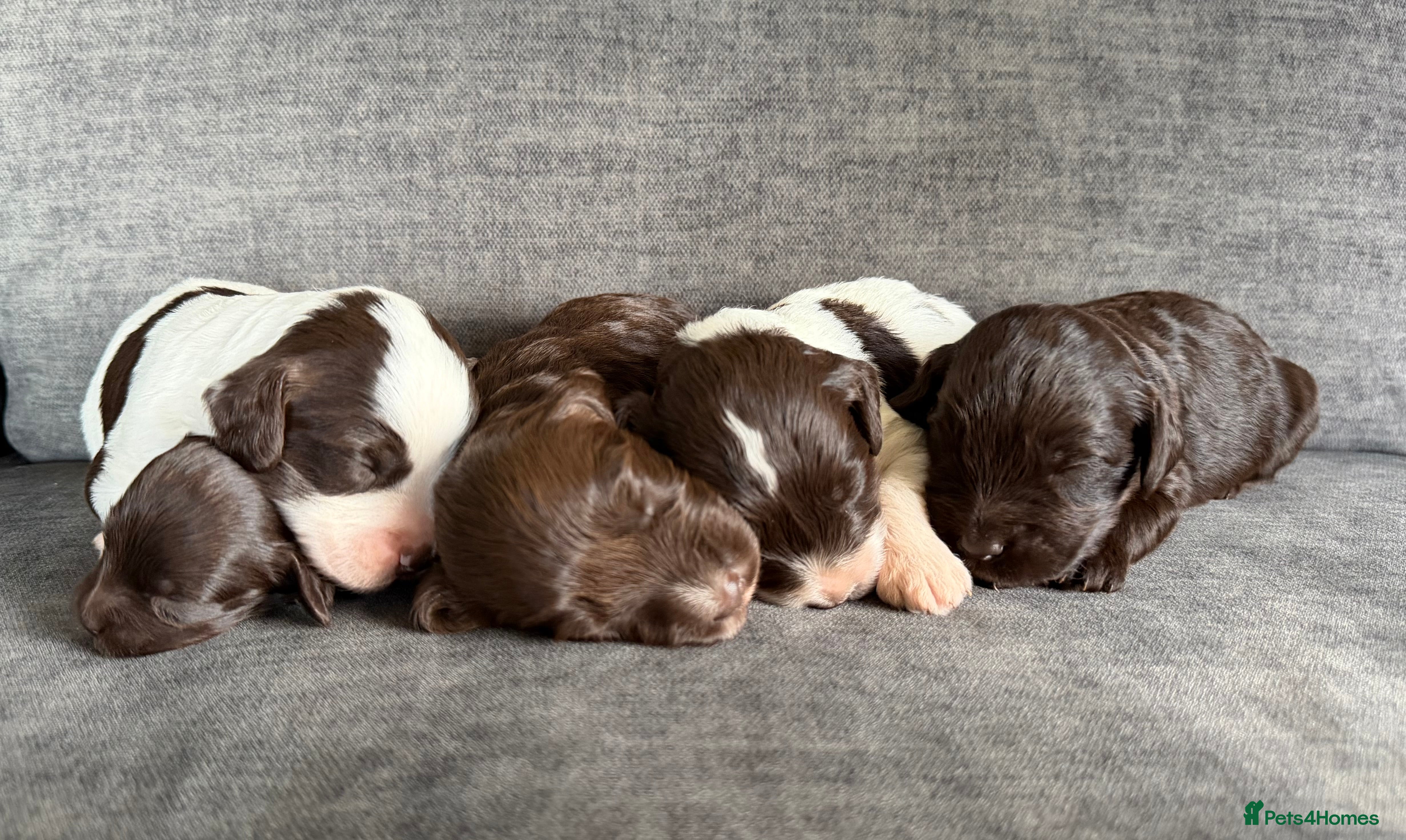 Cockapoo dogs Cockapoo F1 puppies - Advert 4