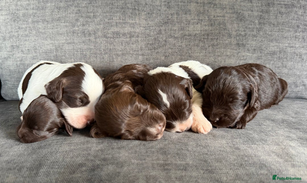 Cockapoo dogs for sale: Cockapoo F1 puppies - Advert 1