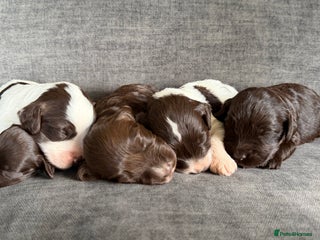 Cockapoo dogs Cockapoo F1 puppies - Advert 1