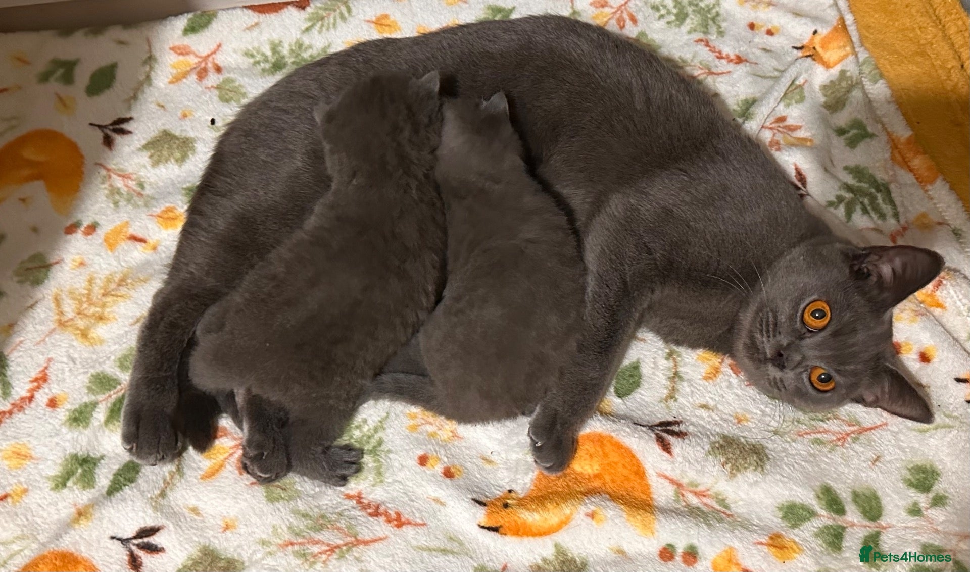 British Shorthair cats BSH blue fluffy boys, pure bread  - Advert 2
