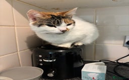 British Longhair cats for sale: Lulu female 2 years old  - Image 2