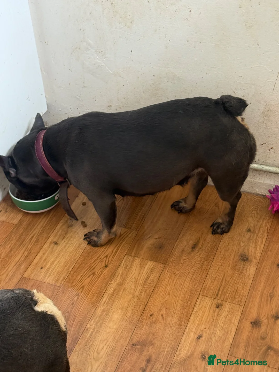 French Bulldog dogs for sale: French bulldog female 1year 5 month  - Advert 2