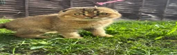 Scottish Fold cats for sale: Scottish Fold Kittens Looking for Loving Homes🏡❤️ - Advert 6