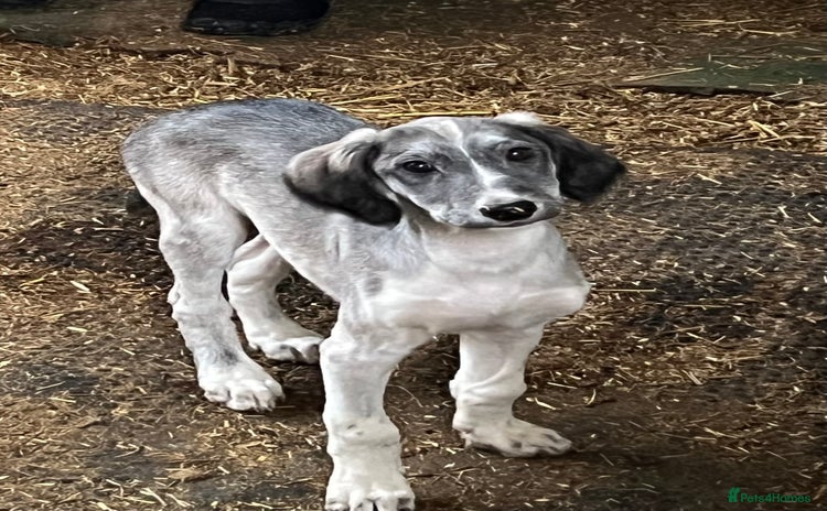 Saluki dogs ✨Pure Persian Saluki, Country Of Origin Saluki✨ - Advert 11