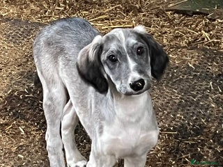 Saluki dogs ✨Pure Persian Saluki, Country Of Origin Saluki✨ - Advert 2
