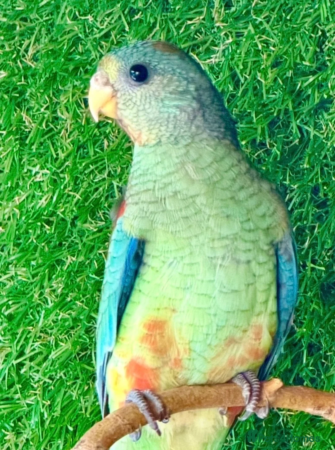 Parrots birds for sale: Mulga parrot Hen 2026 in Romford - Advert 1