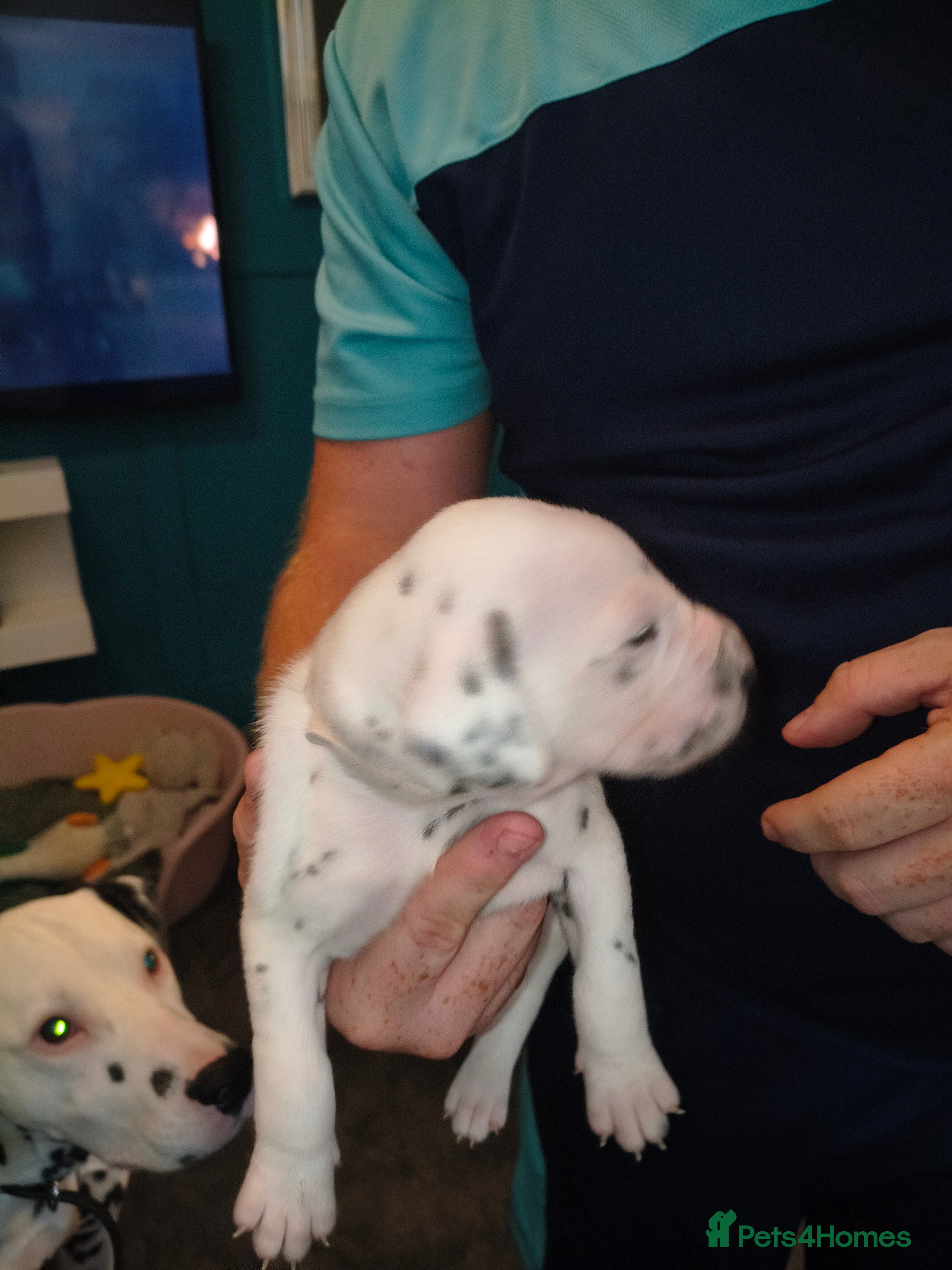 Dalmatian dogs Dalmatian puppies  - Advert 6