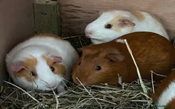 Guinea Pig rodents for sale: Gorgeous mix of baby piggies  - Image 9