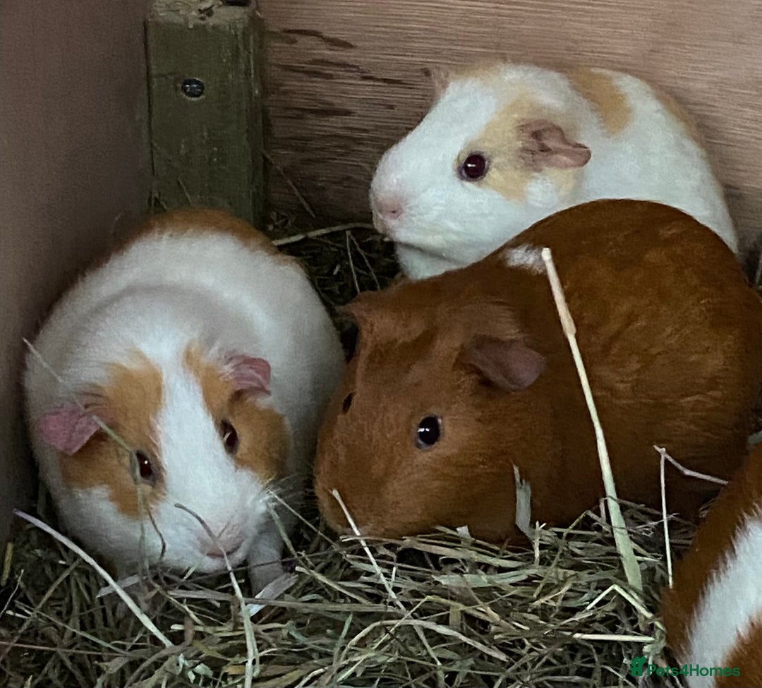 Guinea Pig rodents for sale: Gorgeous mix of baby piggies  - Image 9