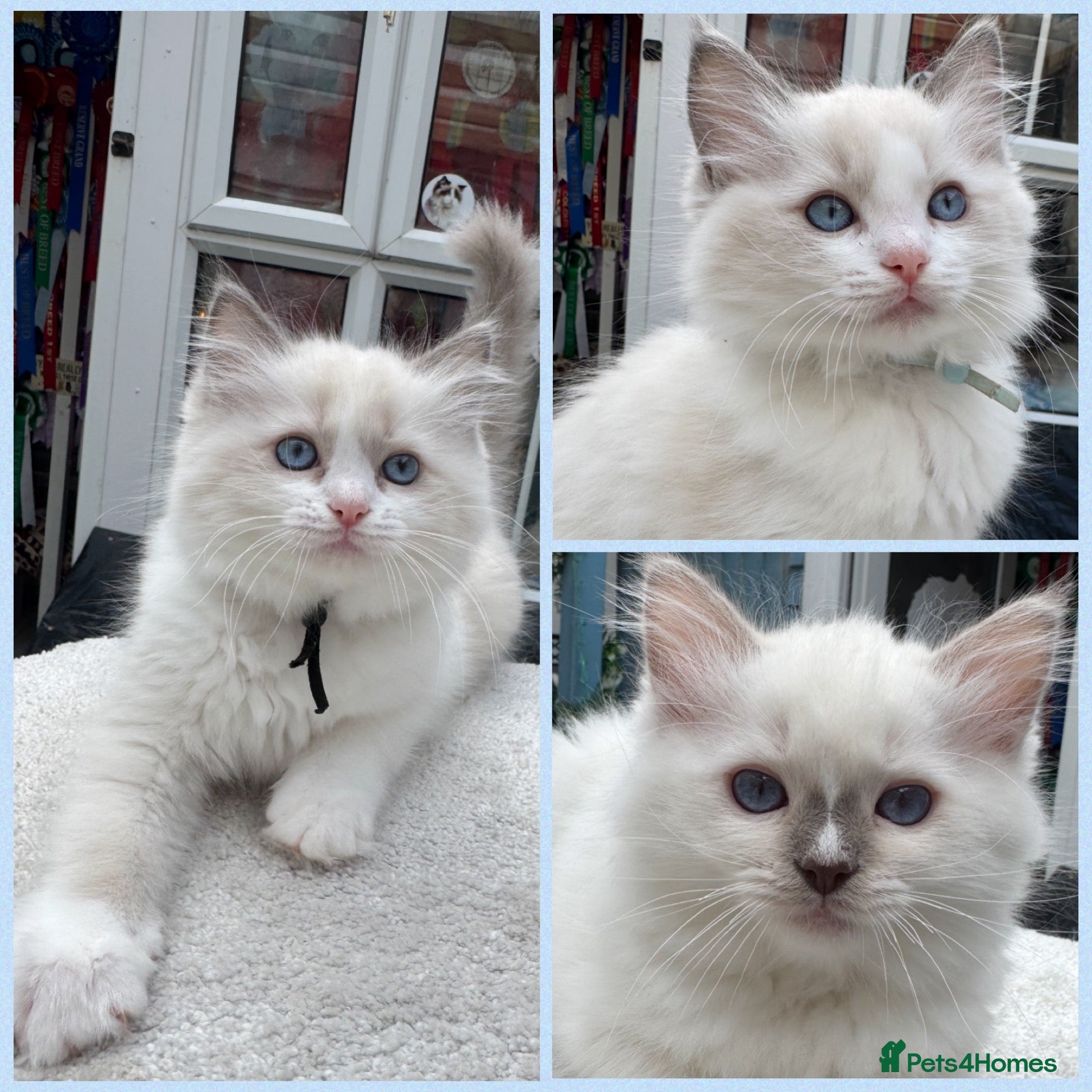 Ragdoll cats Gccf (champion) ragdoll kittens  - Advert 1