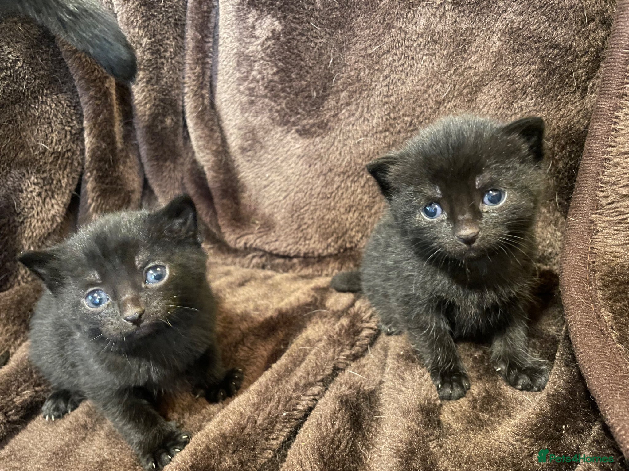 British Shorthair cats 1 male & 1 female kitten  - Advert 1