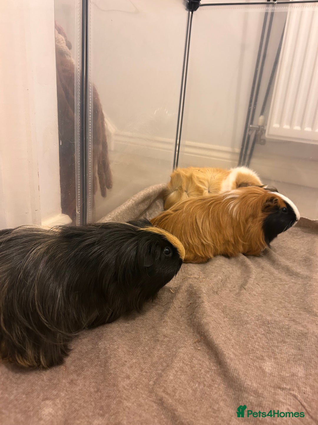 Guinea Pig rodents for sale: Gorgeous female guinea pigs - Advert 8