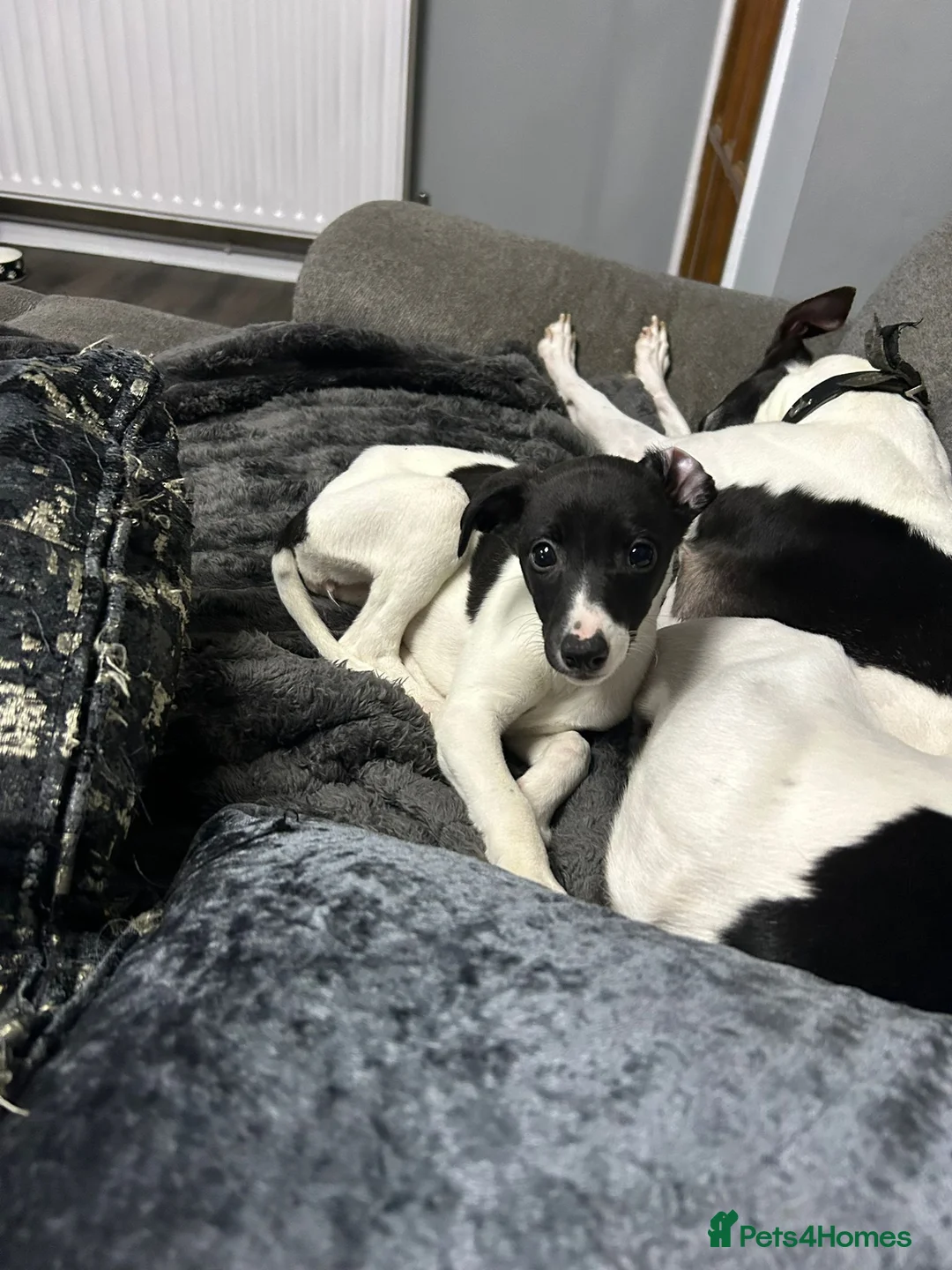 Whippet dogs for sale: KC reg female whippet pup - Advert 5