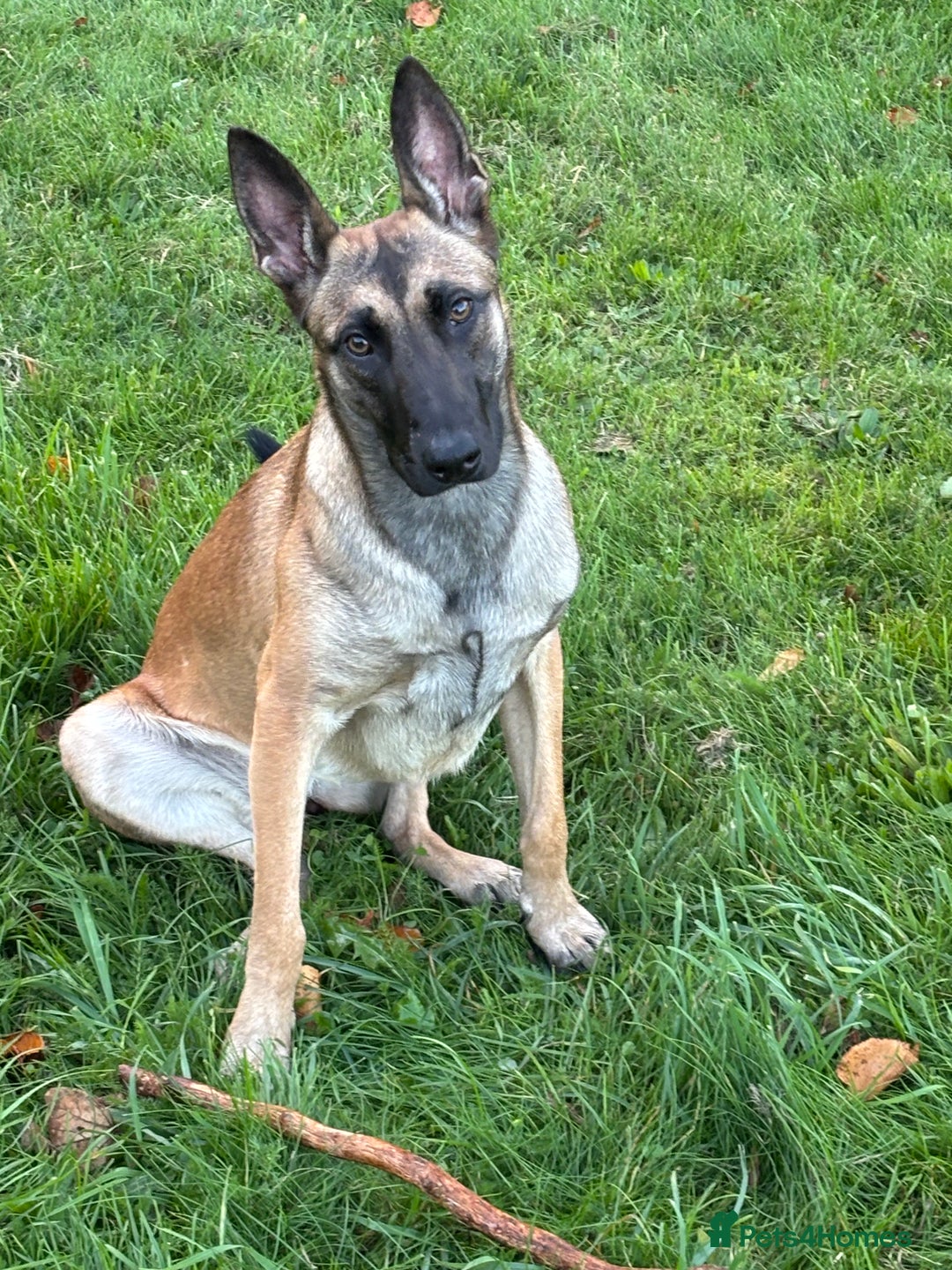 Belgian Shepherd Dog dogs for sale:  Sadie 1 Year Old Belgian Malinois, Smart & Loving - Advert 7