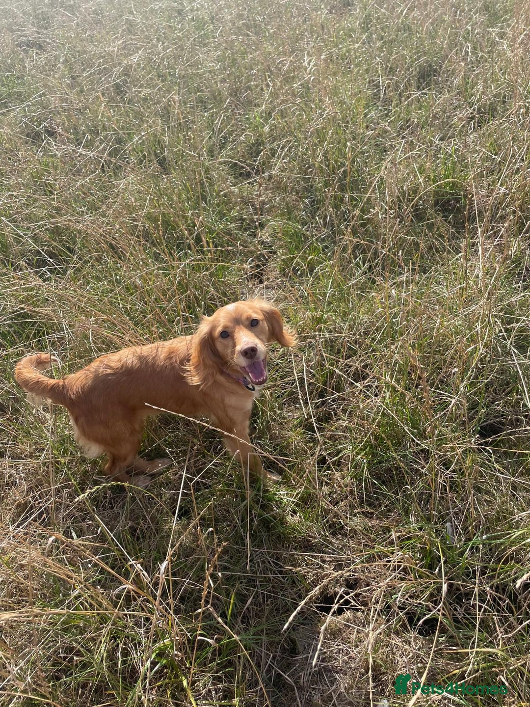 Cocker Spaniel dogs for sale: Champagne cocker spaniel pups  - Image 9