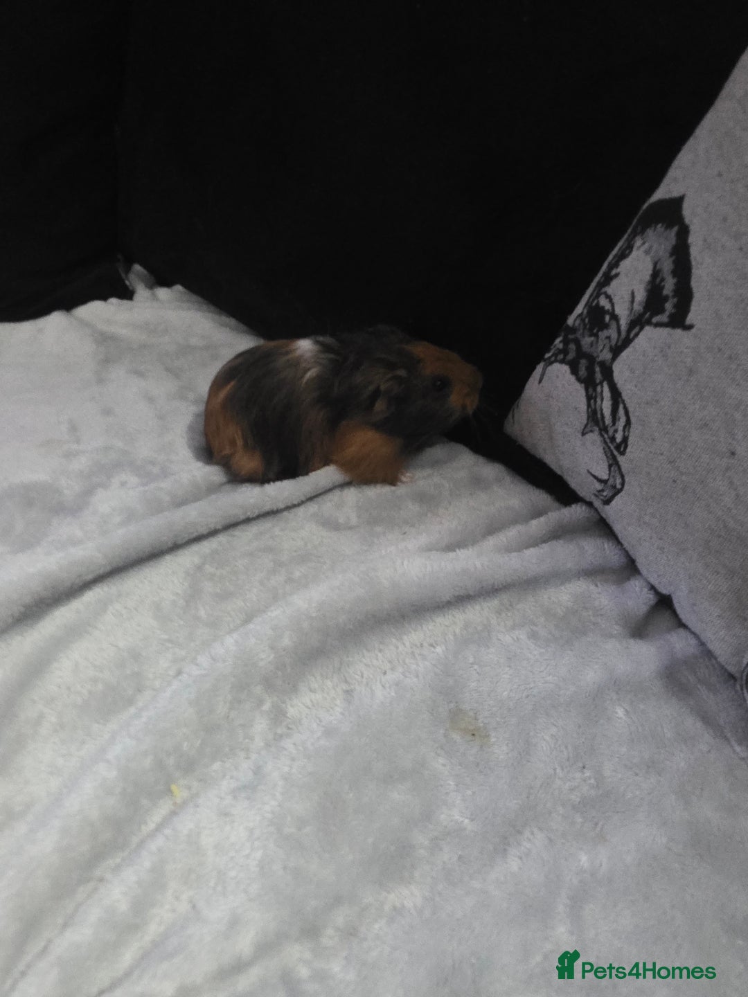 Guinea Pig rodents for sale: Baby Guinea pigs  - Advert 4