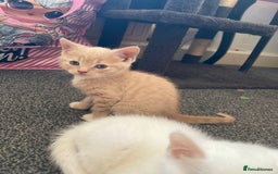 British Shorthair cats for sale: Kittens READY TO LEAVE British SH/Russian white - Image 2