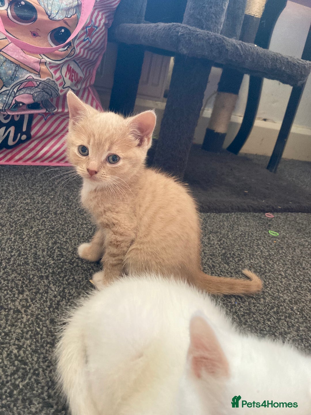 British Shorthair cats for sale: Kittens READY TO LEAVE British SH/Russian white - Image 2