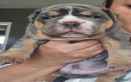Olde English Bulldogge dogs for stud: NEBBR REGISTERED OLDE ENGLISH BULLDOGGE STUD in Worcester - Image 13