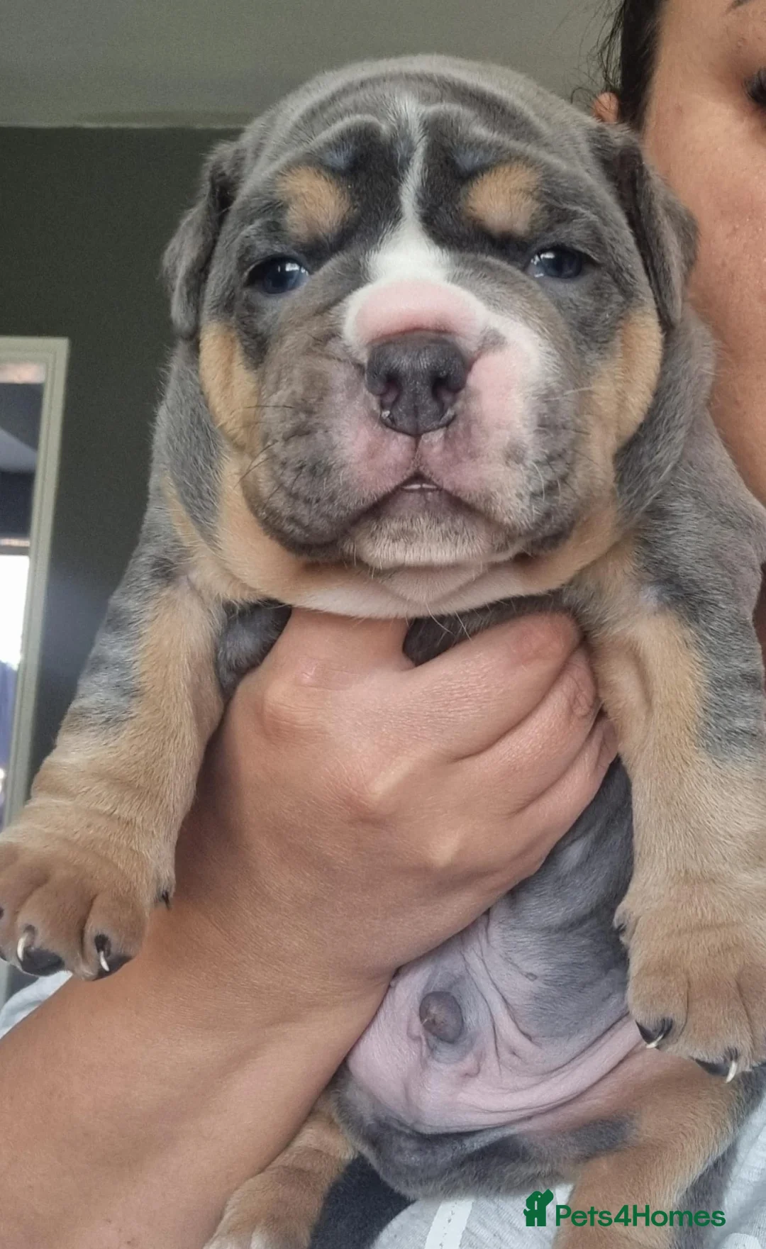 Olde English Bulldogge dogs for stud: NEBBR REGISTERED OLDE ENGLISH BULLDOGGE STUD in Worcester - Advert 13