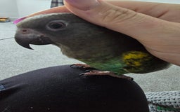 Parrots birds for sale: Myner parrort  - Image 4