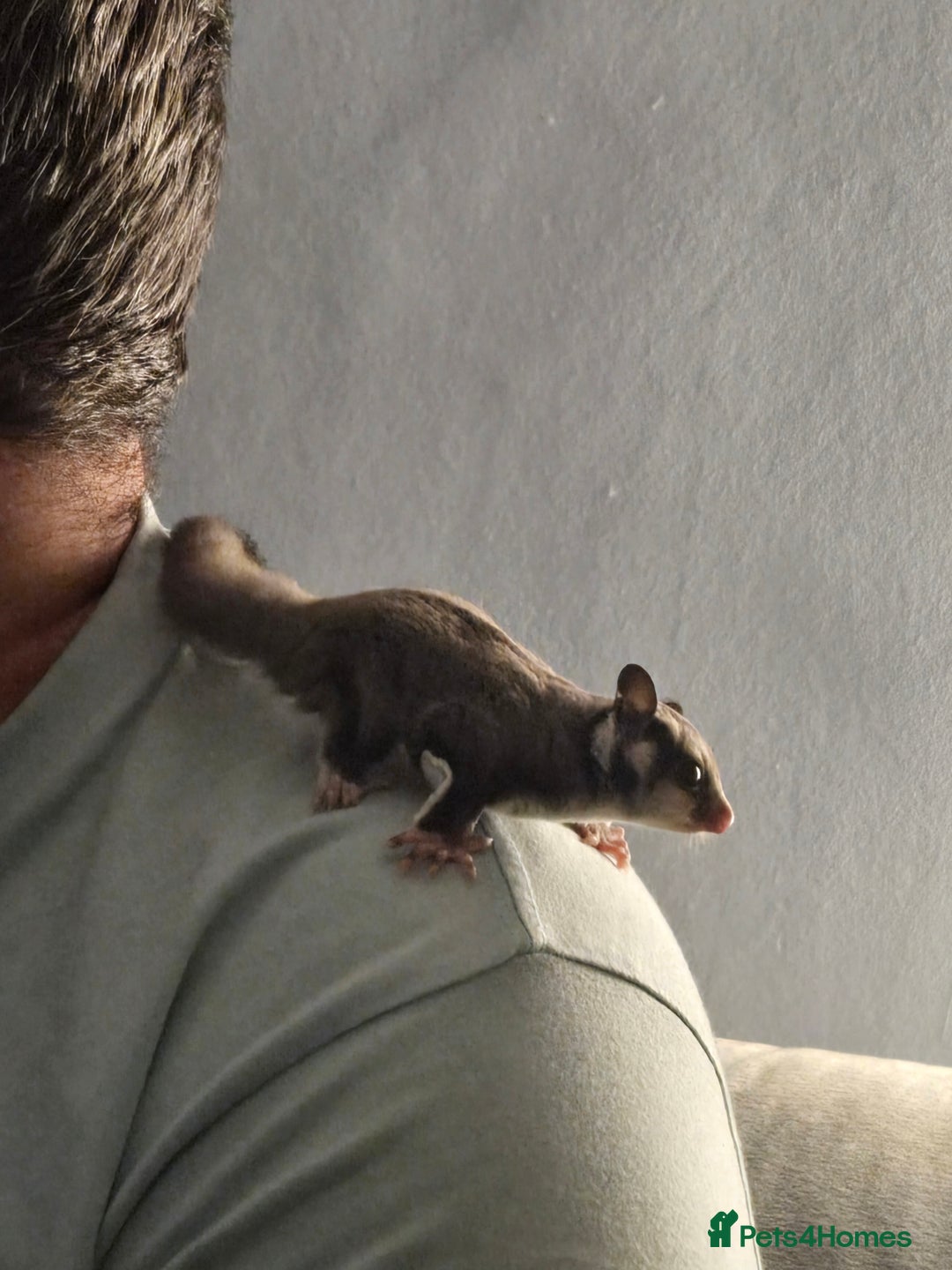 Sugar Glider rodents for sale: Sugar gliders - Advert 4