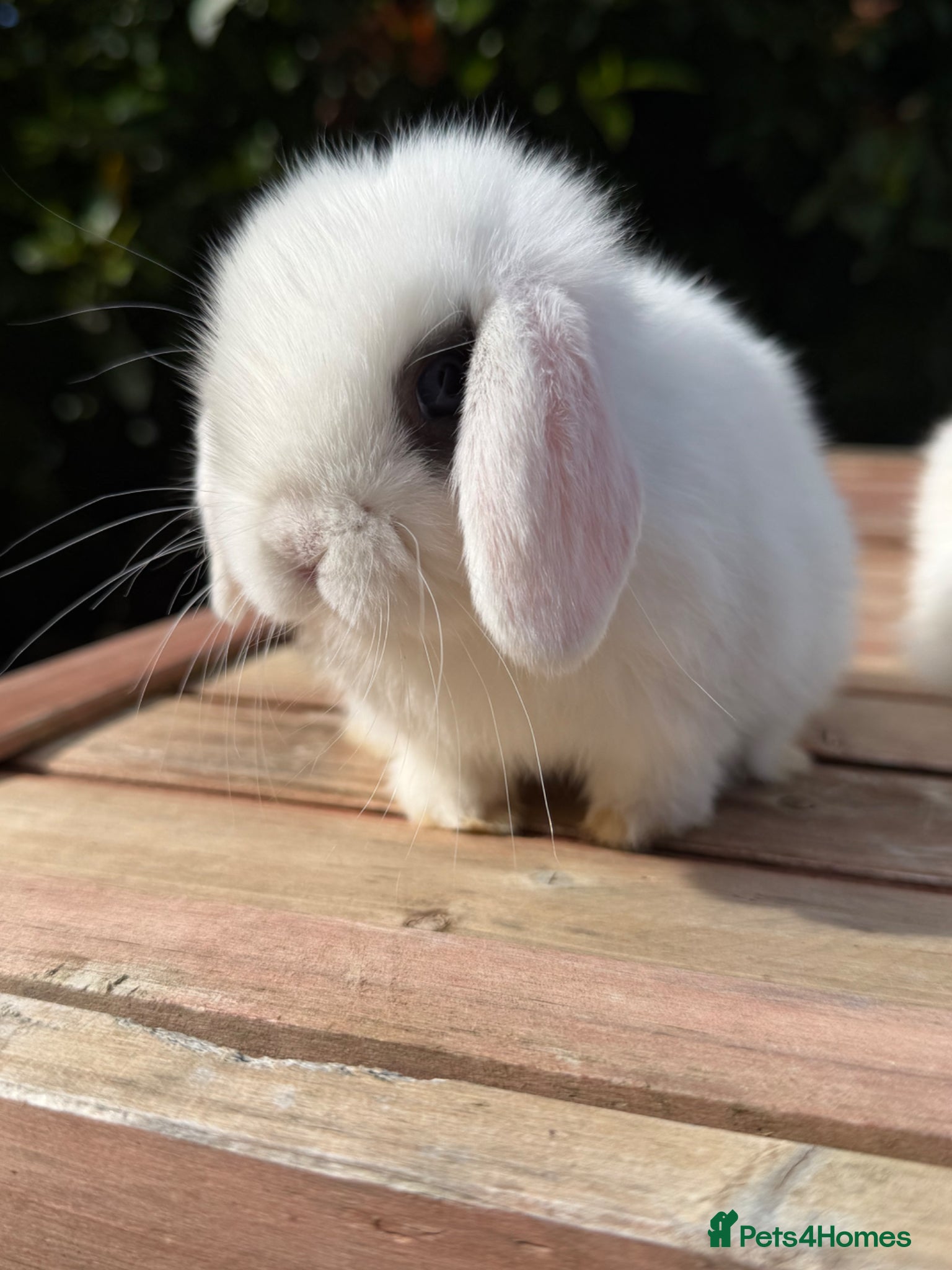 Mini Lop rabbits Beautiful mini lop babies  - Advert 15