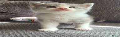 British Longhair 3