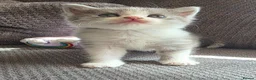 British Longhair cats for sale: Beautiful British long haired kittens - Advert 33