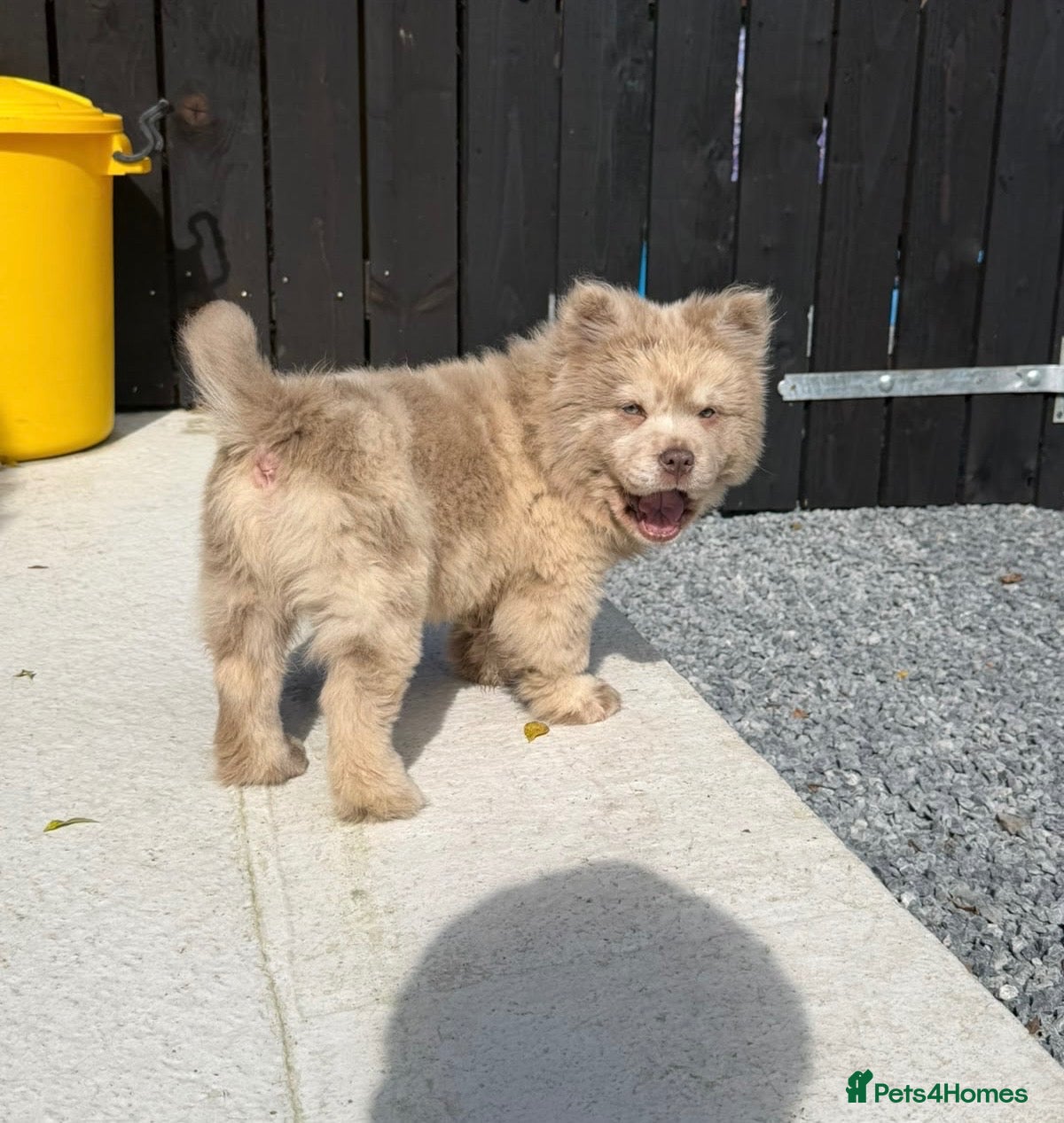 Chow Chow dogs Exotic colour pure chow chow puppies for sale  - Advert 1