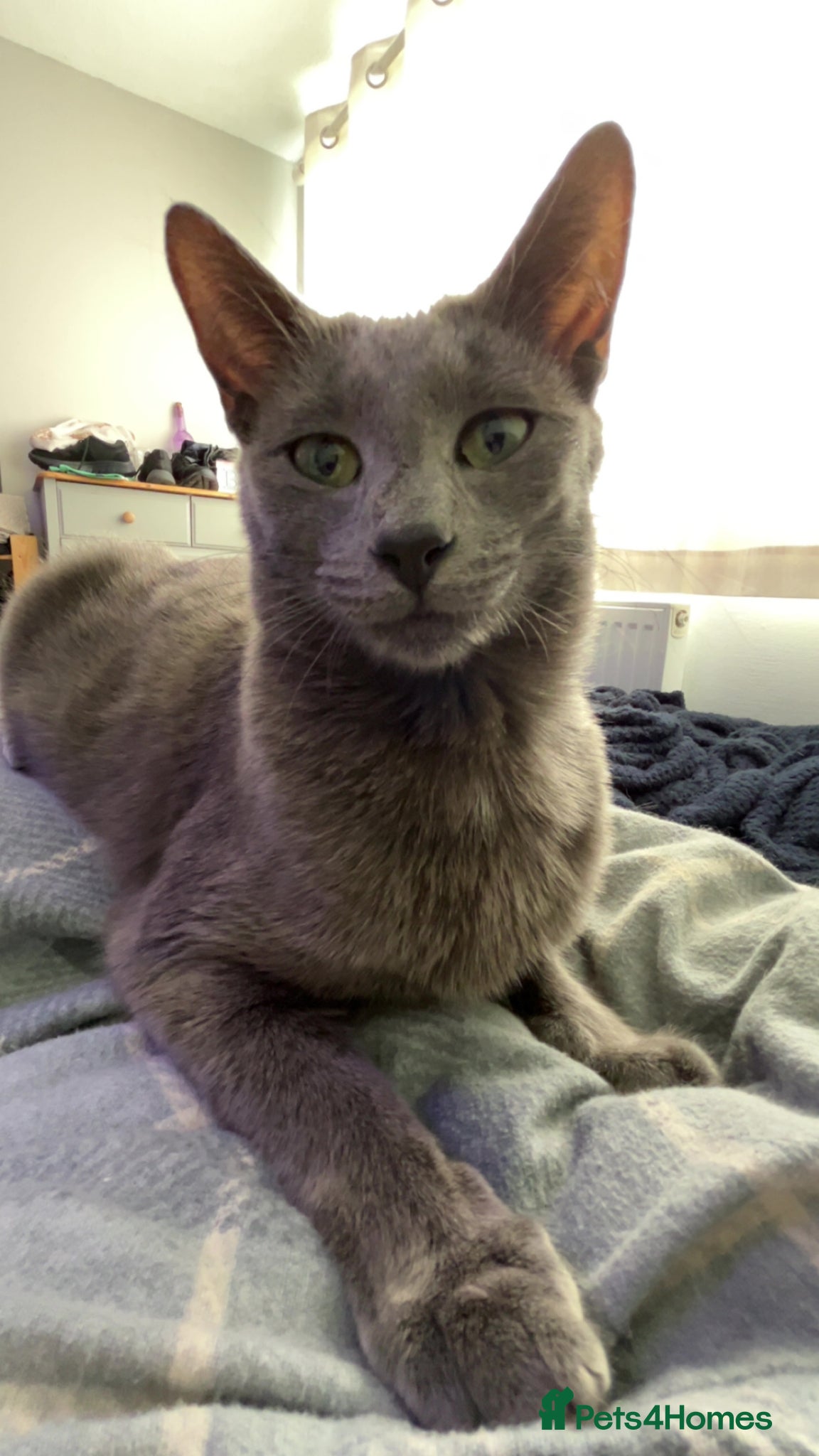 Mixed Breed cats Litter of Kittens Expected!  - Advert 6