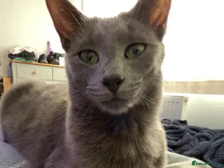 Mixed Breed cats Litter of Kittens Expected! - Advert 6