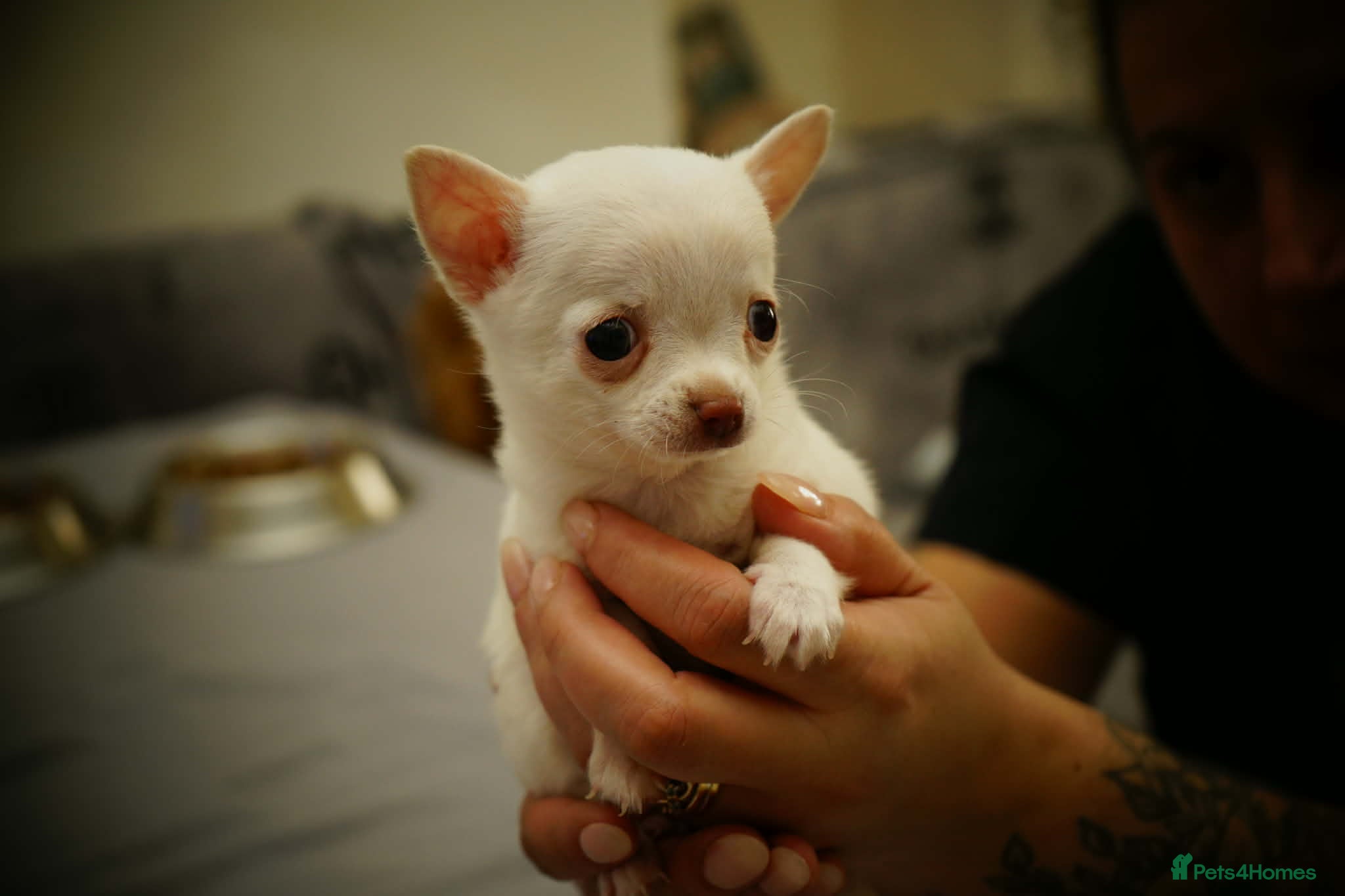 Chihuahua dogs Cute apple head chihuahua for sale  - Advert 1