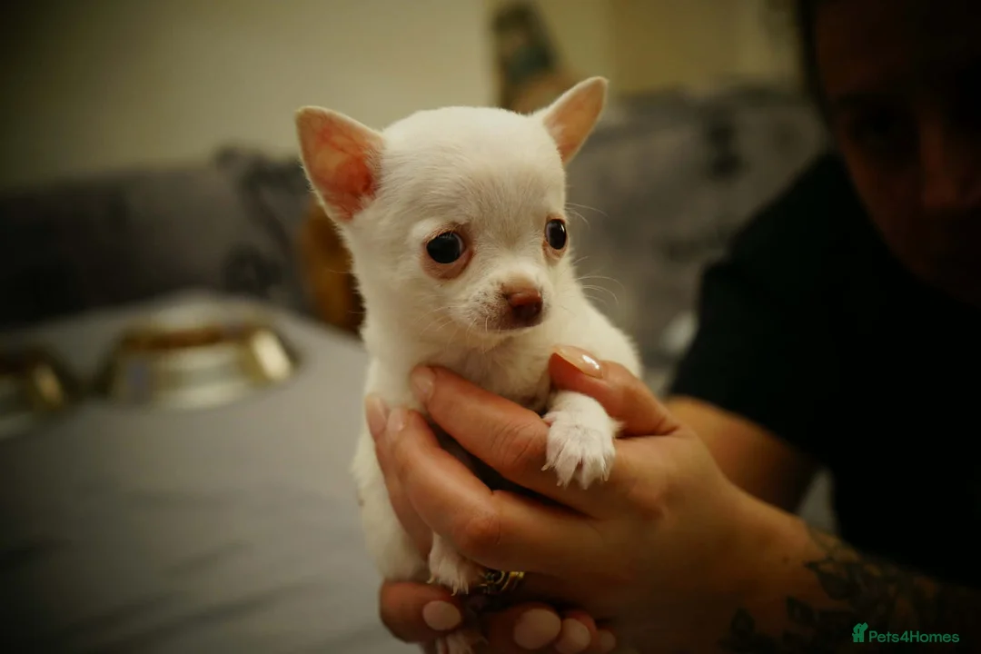 Chihuahua dogs for sale: Cute apple head chihuahua for sale  - Advert 1